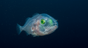 デメニギス透明な頭部に回転する目を持つ深海魚の驚異的進化戦略が判明 - innovaTopia