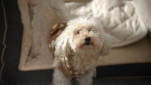  - innovaTopia - （イノベトピア）