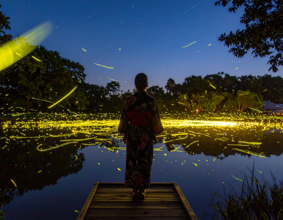Firefly_On a --pitch-black summer night-- countless fireflies are glowing magically swirlin 996448 - innovaTopia - innovaTopia - (イノベトピア)