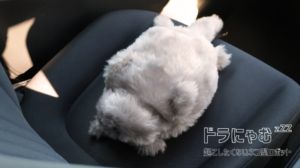 トヨタ・モビリティ基金「ドラにゃむ」実証実験──猫型ロボットが安全運転を支援、擬人化の功罪を問う